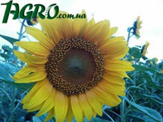1agro.com.ua