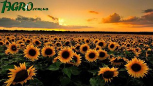 1agro.com.ua