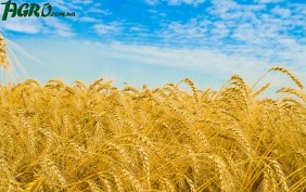 1agro.com.ua