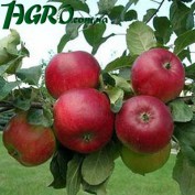 1agro.com.ua