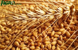 1agro.com.ua