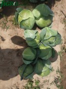 1agro.com.ua