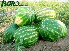 1agro.com.ua