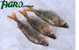 1agro.com.ua