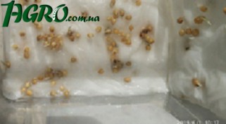 1agro.com.ua