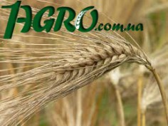 1agro.com.ua