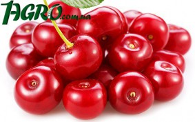 1agro.com.ua