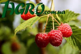 1agro.com.ua