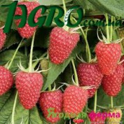 1agro.com.ua