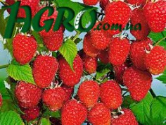 1agro.com.ua