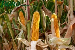 1agro.com.ua