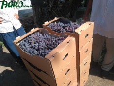 1agro.com.ua