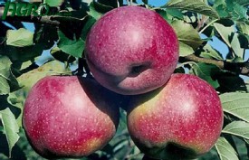1agro.com.ua