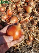 1agro.com.ua