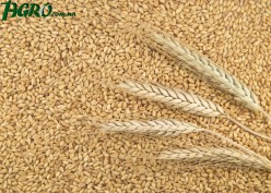 1agro.com.ua