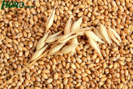 1agro.com.ua