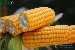 1agro.com.ua
