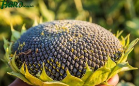 1agro.com.ua