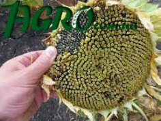 1agro.com.ua