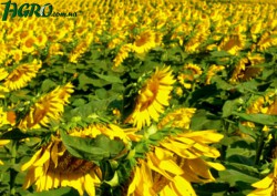 1agro.com.ua