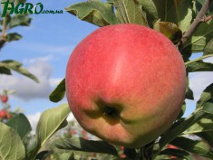 1agro.com.ua