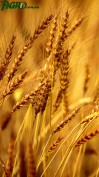 1agro.com.ua