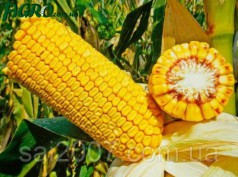 1agro.com.ua