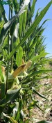 1agro.com.ua