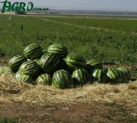 1agro.com.ua