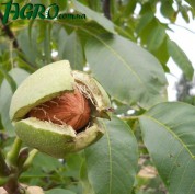 1agro.com.ua