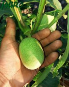 1agro.com.ua