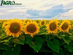 1agro.com.ua
