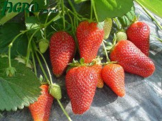 1agro.com.ua