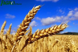 1agro.com.ua