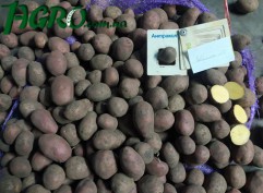 1agro.com.ua