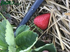 1agro.com.ua