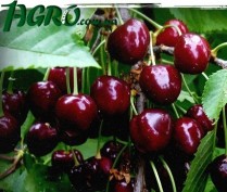 1agro.com.ua