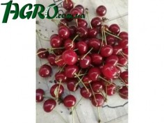 1agro.com.ua