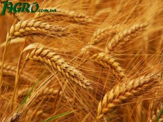 1agro.com.ua