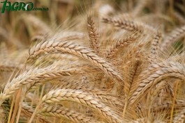 1agro.com.ua