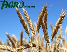 1agro.com.ua