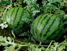 1agro.com.ua