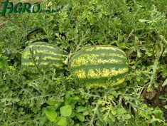 1agro.com.ua