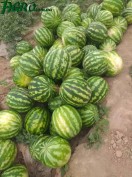 1agro.com.ua