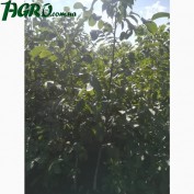 1agro.com.ua