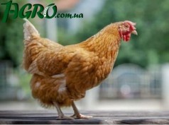 1agro.com.ua
