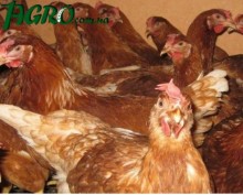 1agro.com.ua