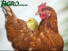 1agro.com.ua