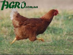 1agro.com.ua