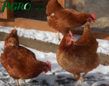 1agro.com.ua